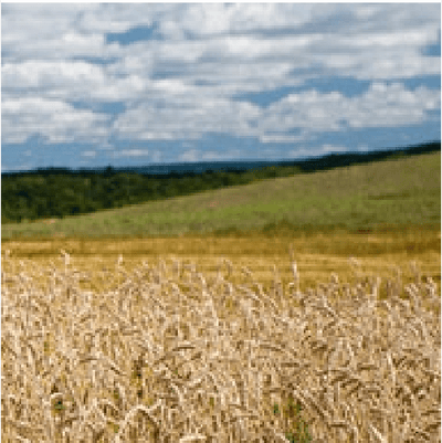 What is wheat?